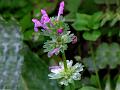 Henbit Deadnettle